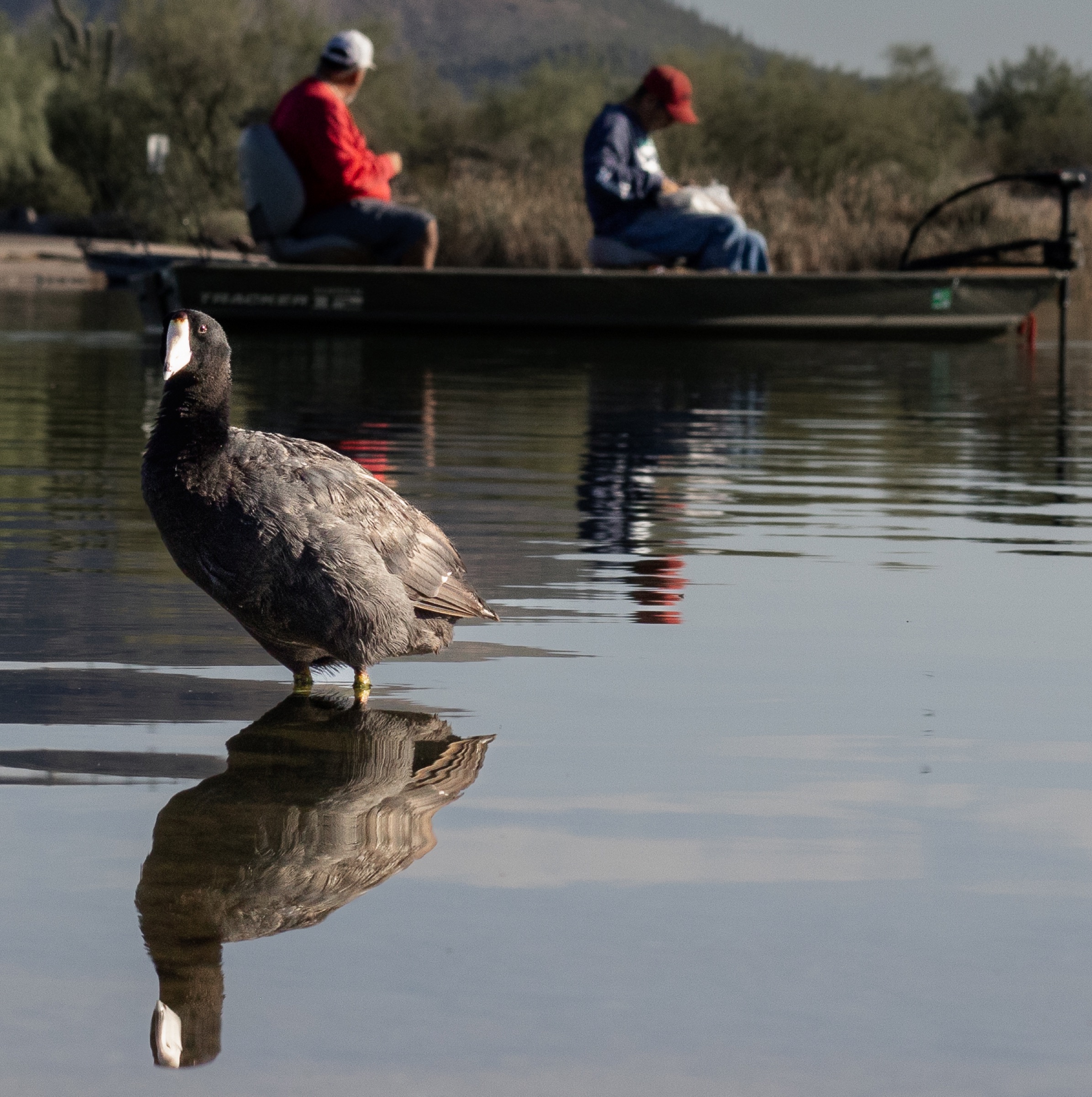 A waterbird and its reflection in the foreground with two people fishing from a boat beyond