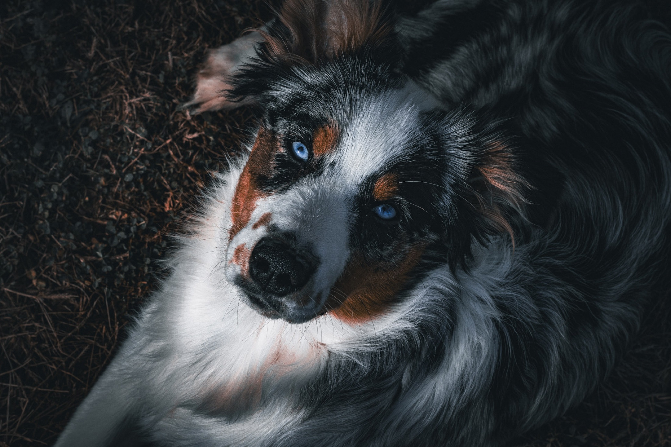 Australian shepherd resting outdoors and looking up toward the camera